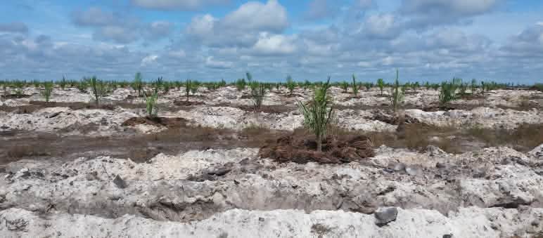 Setzlinge von Ölpalmen auf Sand