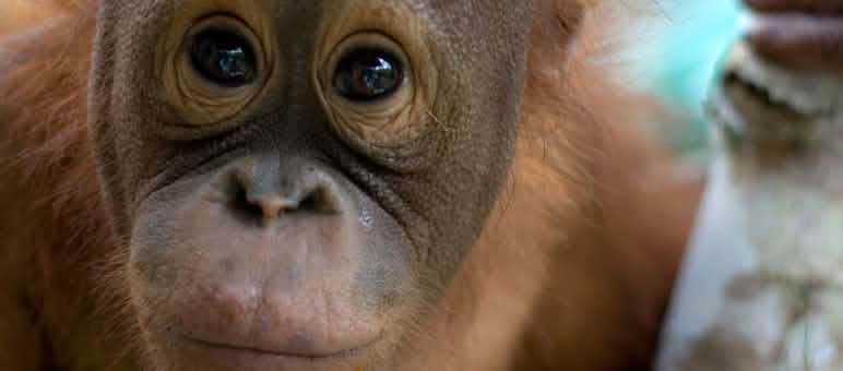 Nahaufnahme Orang-Utan-Gesicht