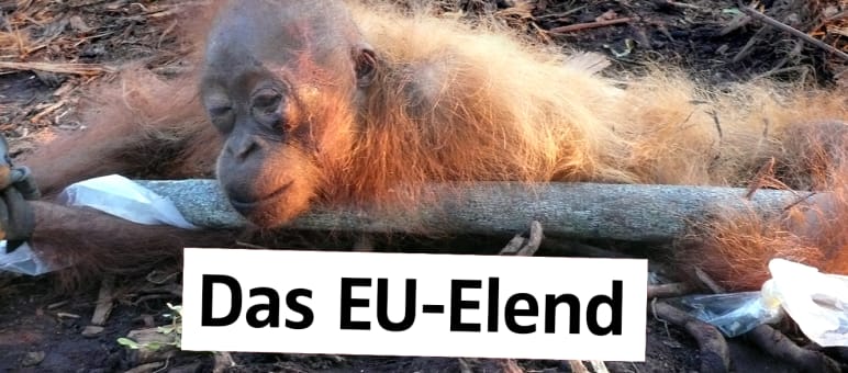Orang-Utans werden auf den Palmöl-Plantagen getötet Gefesselt und halbtot Orang-Utan