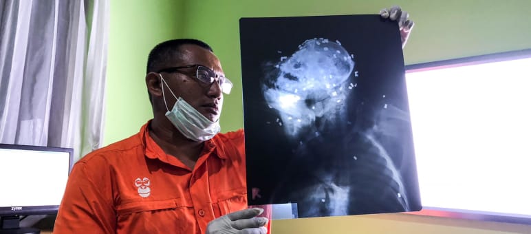 Grausamer Fund: 130 Kugeln im Körper eines Orang-Utan Orang-Utan von 130 Kugeln durchsiebt