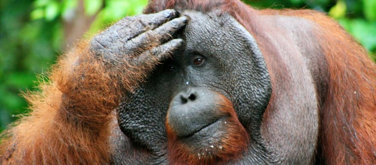 Ein männlicher Orang-Utan fasst sich an den Kopf und blickt nachdenklich in die Ferne