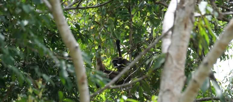 Gibbon versteckt im Baum