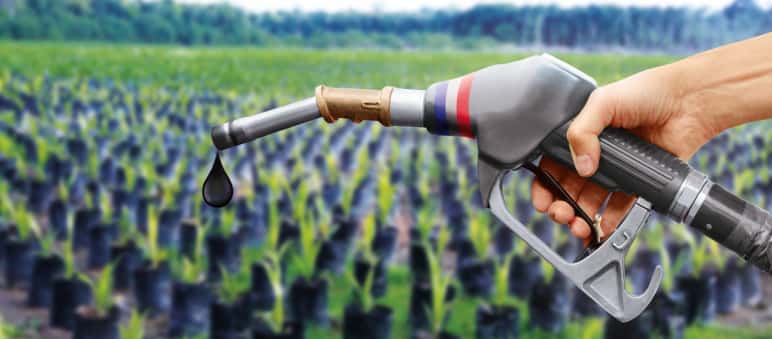 Palmölplantagen sind nicht nachhaltig. Das erkennt jetzt endlich auch die EU an Biosprit-Collage