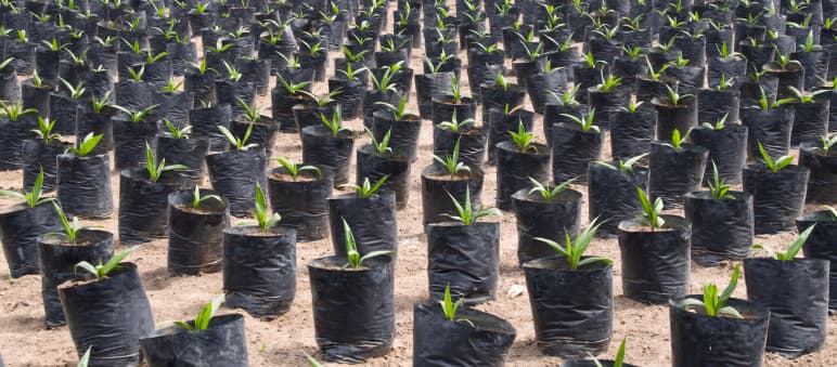 Palmöl ist schädlich für die Umwelt und die Menschen Palmölplantage