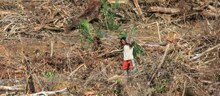 Der Wald von Sumatra, Borneo und Papua muss bleiben! Ölpalmplantage auf Papua