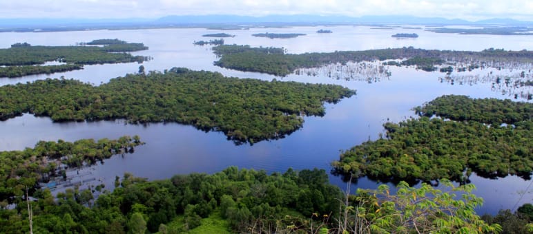 132.000 Hektar umfasst das Seengebiet Danau Sentarum. Es steht seit 1980 unter Schutz Landschaft mit Mangroven