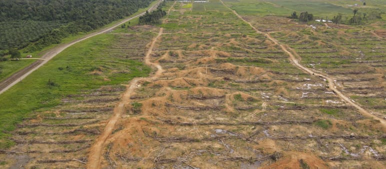 Abholzung in Sorong, West-Papua, durch die Firma IKSJ