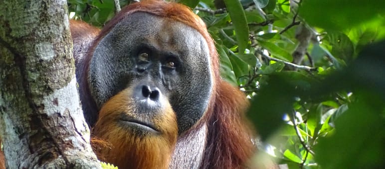 Die Wunde von der Größe einer 2-Euro-Münze war nach einem Monat komplett verheilt Orang-Utan mit Wunde, verheilt