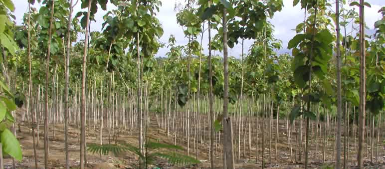 Teakplantage in Ecuador Teak-Plantage in Esmeraldas