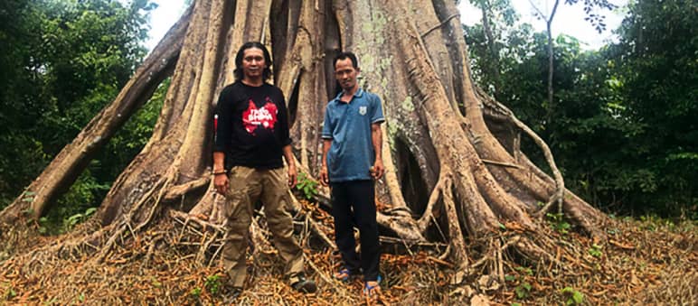 Feri Irawan (links) und Marhoni vor einem Baumriesen im Wald von Sepintun