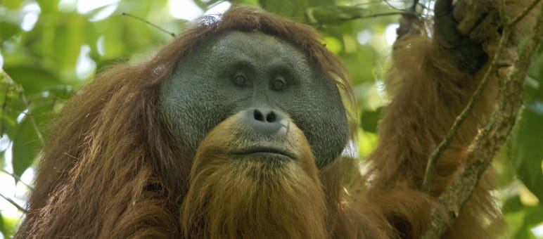 Pongo tapaluniensis