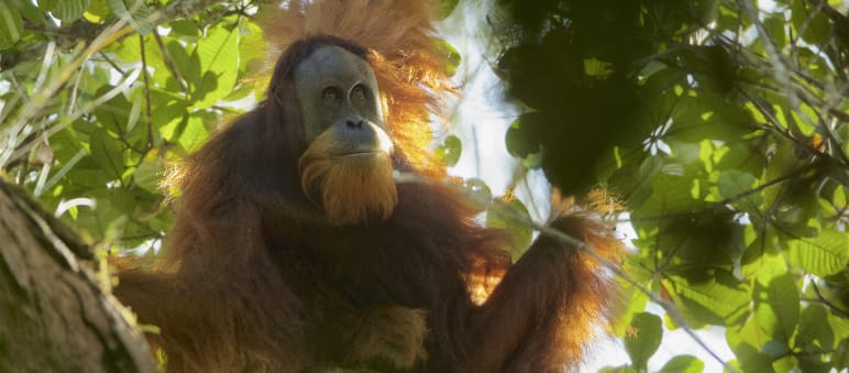 Richter in Medan fällen den Hammer über das Schicksal des Tapanuli-Orang-Utans Pongo Tapanuliensis