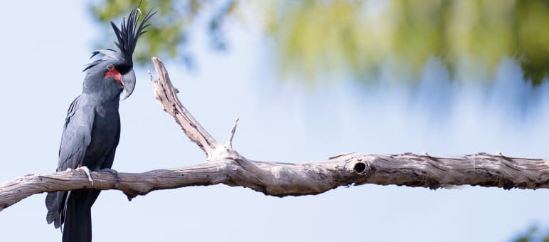 Der Palmkakadu ist in seiner Heimat Neuguinea stark gefährdet Palmkakadu