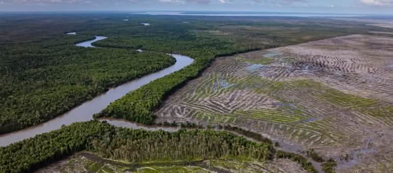 riesige kahl geschlagene Fläche von oben