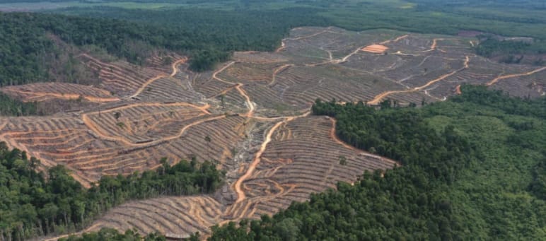 Blick auf Anlage für Holzplantage auf Hügeln