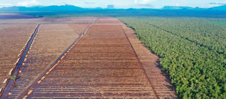 links Kahlschlag für Papierindustrie, rechts Urwald