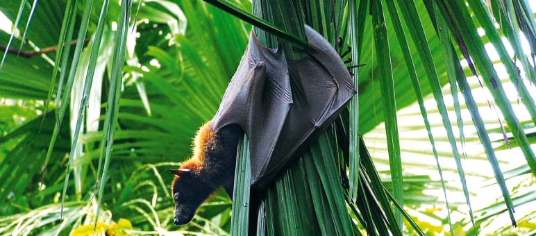 Der Flughund Pteropus vampyrus mit einer Flügelspannweite von 1,70 m gehört zu den Großen Flughund