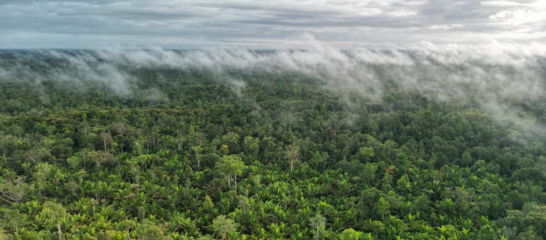 Wolken und Nebel über Urwald