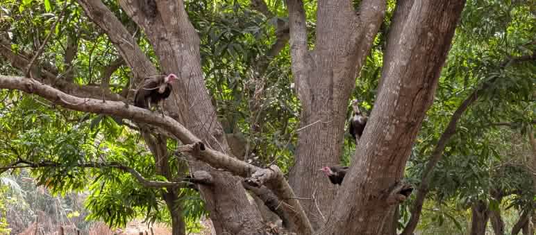 Geier warten darauf, dass etwas Essbares abfällt Geier im Baume, Guinea-Bissau