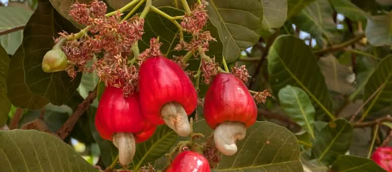 Cashew-Nüsse sind das wichtigste Exportgut Cashew-Nüsse am Baum