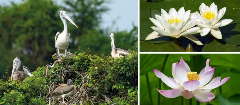 Pelikane brüten in Kolonien auf Bäumen oder am Boden - Weiße Seerosen - Lotosblüte Report 2-25 - Collage Aceh 2