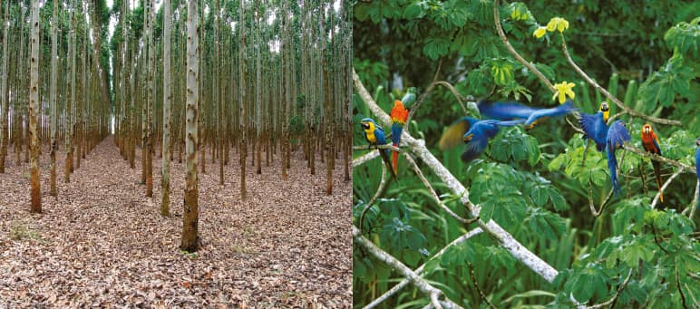 Millionen identischer Eukalyptus-Bäume können einen artenreichen Regenwald nicht ersetzen. Prachtvolle Natur: Aras im Tambopata-Nationalpark, Peru Collage Bamplantage vs Regenwald
