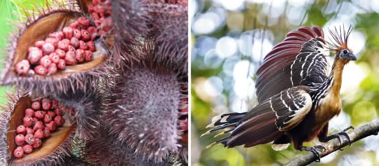 Report 4-25 - Collage Ecuador 1