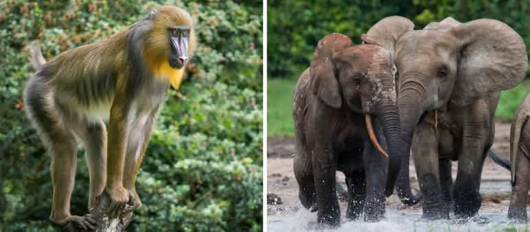 Report 4-25 - Collage Nigeria 1