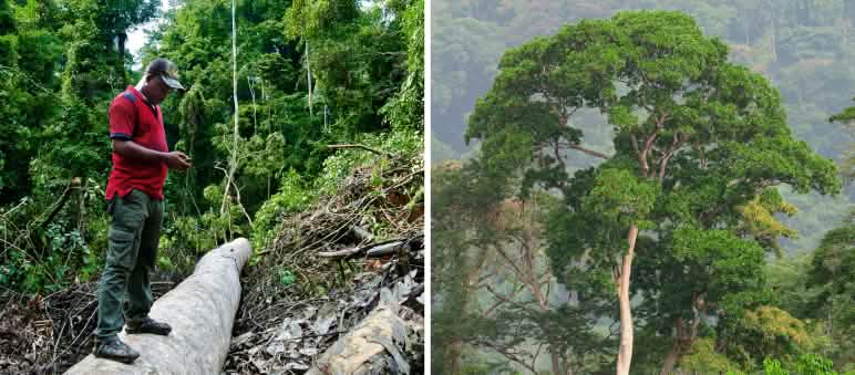 Report 4-25 - Collage Nigeria 2