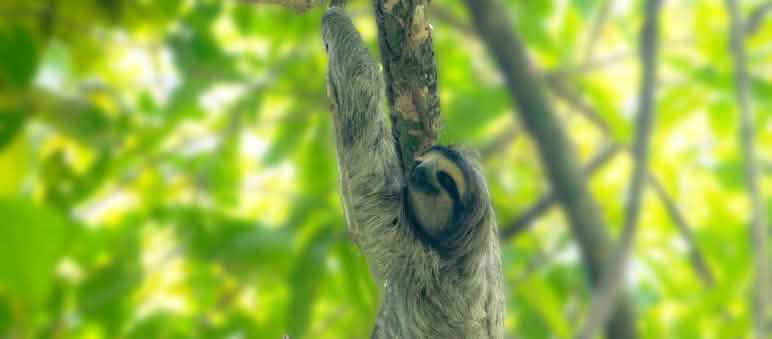 Ein Faultier hängt an einem Ast