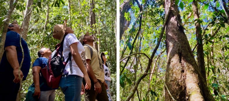 Die Kooperative auf Beobachtungstour (l.) - In ihrem Wald wachsen 63 Baumarten Eine Gruppe von Menschen sehen hinauf in die Baumwipfel.