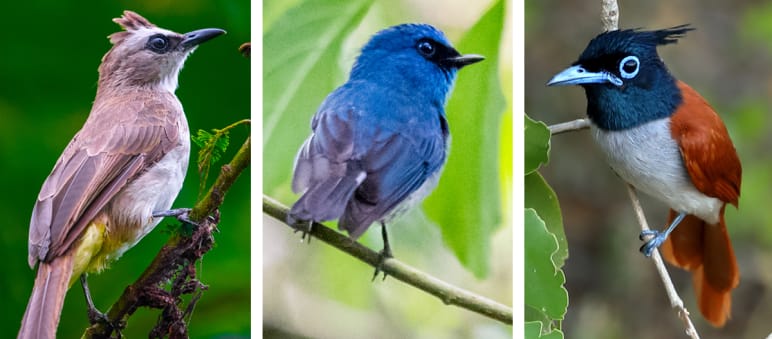 REPORT 04/19 - Ohne Vögel kein Wald - Collage 1