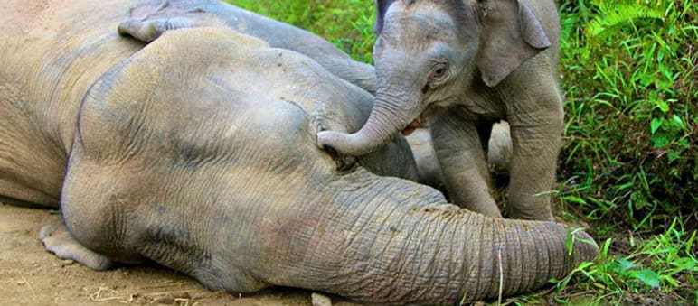 Ein Elefantenkalb betrauert seine vergiftete Mutter. Foto: picture alliance / dpa Ein Elefantenkalb versucht vergeblich mit seinem Rüssel seine am Boden liegende vergiftete Mutter zu wecken