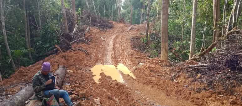 Die Holzfirma Junan Wood hat offensichtlich illegal im Wald der Dayak Bäume gefällt.