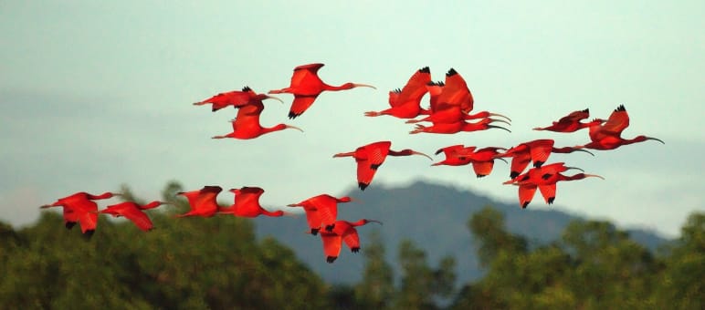 Eine Gruppe Scharlachsichler im Flug