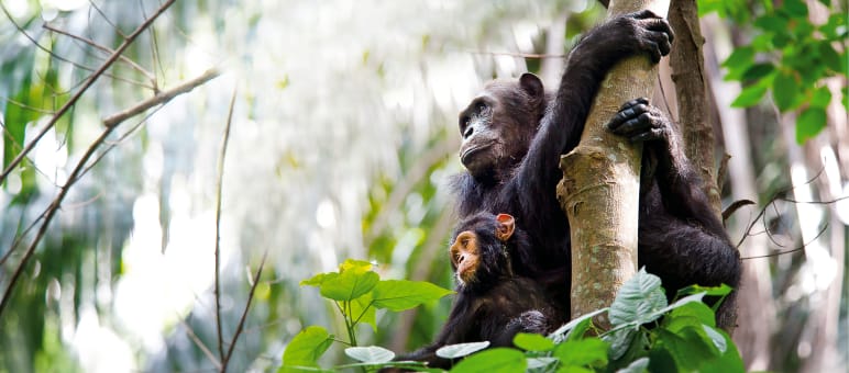 Schimpansen sind unsere nächsten Verwandten im Tierreich. Doch ihre Population ist in Westafrika innerhalb von zwei Jahrzehnten um 80 Prozent auf 35.000 Tiere eingebrochen. Deshalb wird die Art auf der Roten Liste als „vom Aussterben bedroht” geführt Schimpansenmutter mit Kind auf Baum, Tanzania
