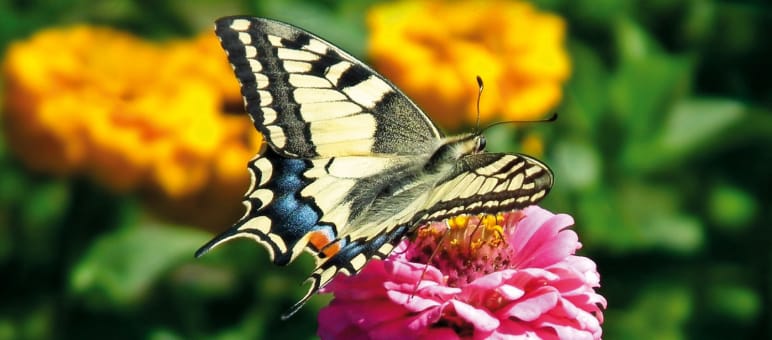 Wie stark Insekten - hier ein Schwalbenschwanz - vom Artensterben betroffen sind, können Experten nicht beziffern Schwalbenschwanz