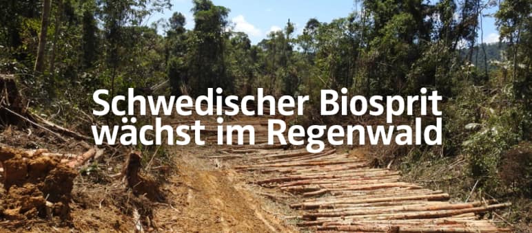 Ein Palmöl-Derivat ist einer der Hauptrohstoffe für die Produktion von HVO-Biodiesel Rodung für Palmöl-Plantage in Sarawak + Text "Schwedischer Biosprit wächst im Regenwald"