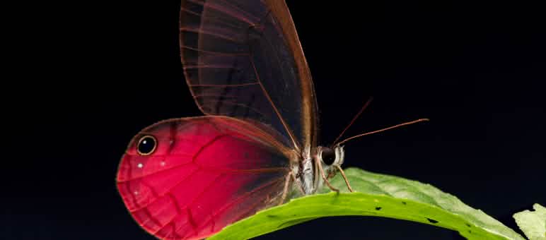 Schmetterling Cithaerias pireta