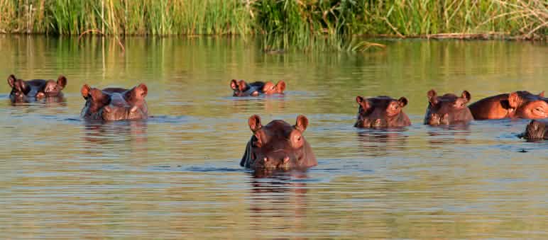 Flusspferde im Kongo-River