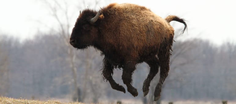 Gerettet: der Lebensraum von Bisons und Karibus bleibt erschont Ein verspielter Bison springt in die Luft
