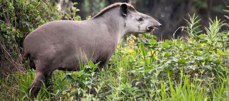 Der Flachlandtapir streift durchs Amazonasgebiet von Brasilien, Kolumbien und Venezuela und ist das größte Säugetier Lateinamerikas Flachlandtapir im Amazonasgebiet