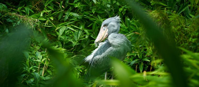 Der Vogel mit dem großen schuhförmigen Schnabel sitzt auf einem Ast mitten im Wald