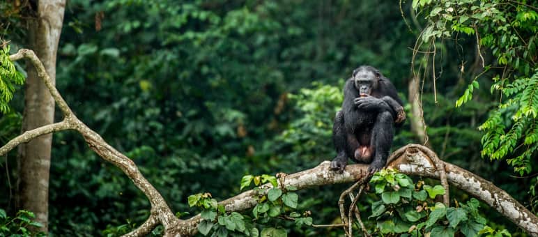 Die Regenwälder im Kongobecken sind Heimat von Bonobos, Gorillas und Schimpansen Bonobo auf dem Ast eines Baumes in Kongo