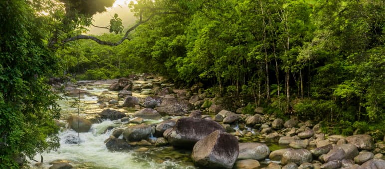 Daintree Nationalpark in Australien