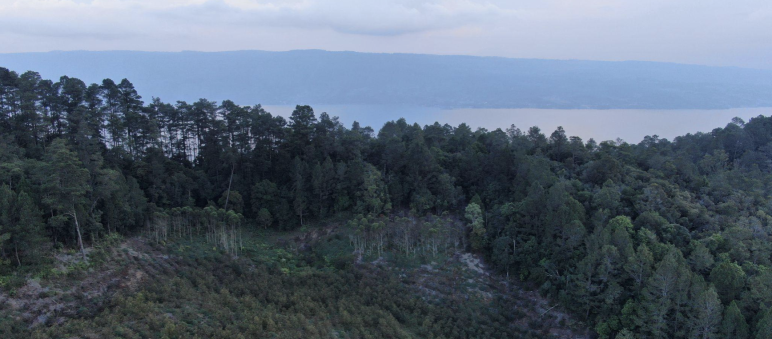 Blick über Wald auf einen See