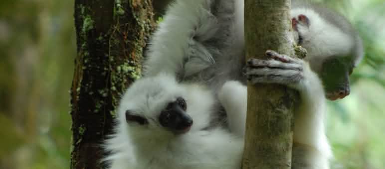 3 Seidensifaka horizontal am Baumstamm