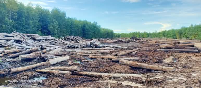 Holzstämme nach Kahlschlag