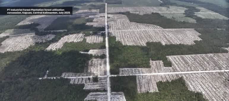 Drohenfoto von Kahlschlag