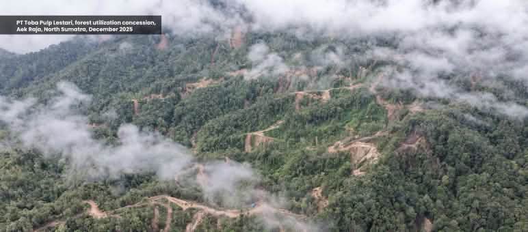 Drohnenfoto von Holzeinschlag im Bergwald